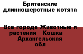 Британские длинношерстные котята - Все города Животные и растения » Кошки   . Архангельская обл.,Коряжма г.